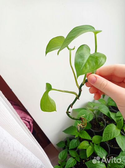 Традесканции и эпипремнумы