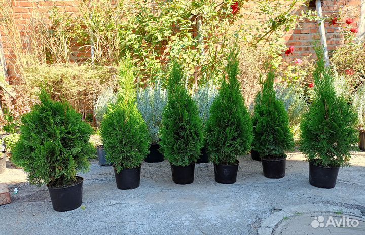 Туя смарагд