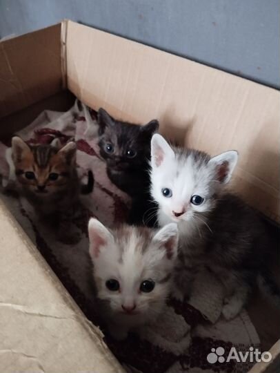 Кошка в дар