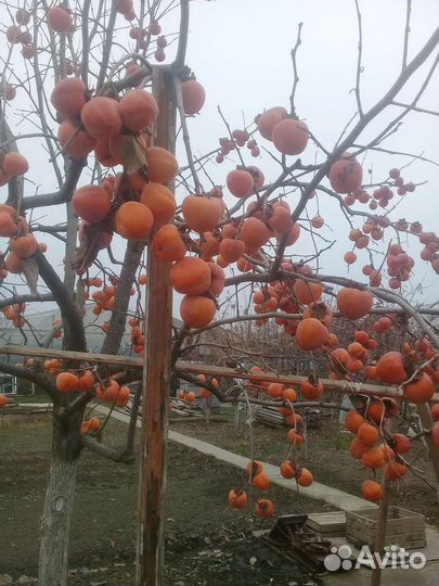 Хурма саженцы