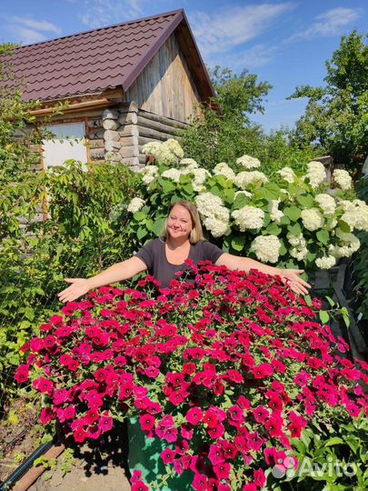 Тайдал петуния ампельная