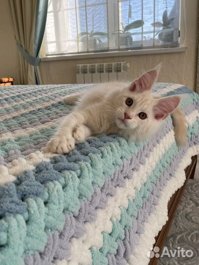 Осенние котики