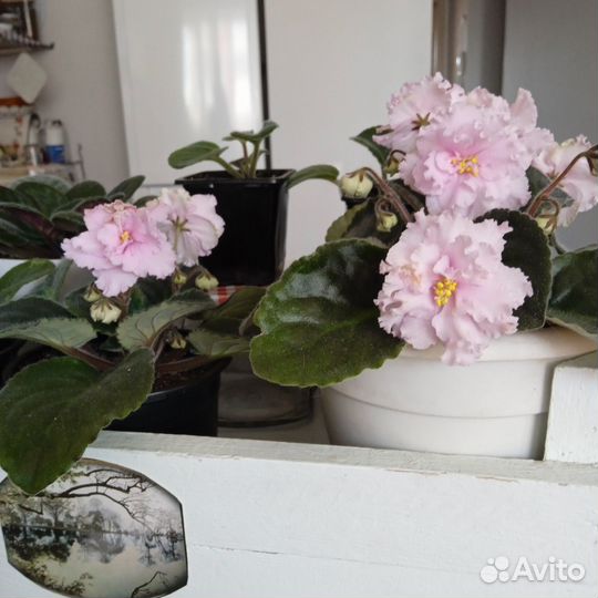 Фиалка от 200