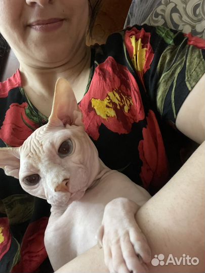 Ишем кошку для вязки