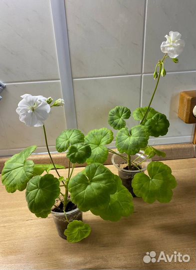 Пеларгония герань душистая