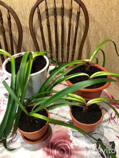 Гиппеаструм (амариллис)