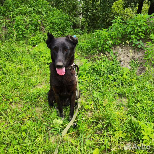 Багира. Собака бесплатно