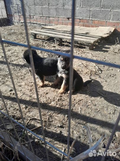 Щенки немецкой овчарки