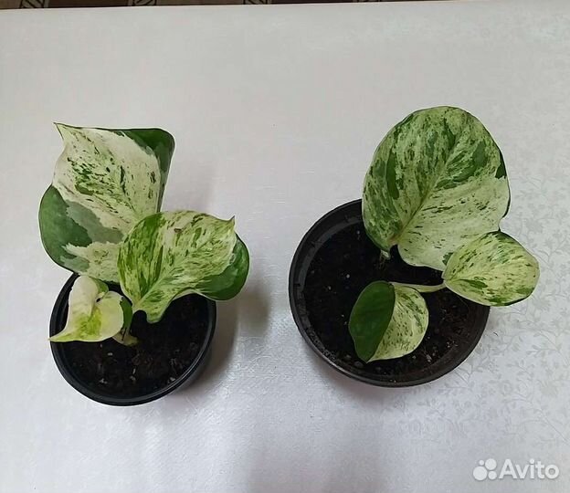 Эпипремнум хэппи лиф