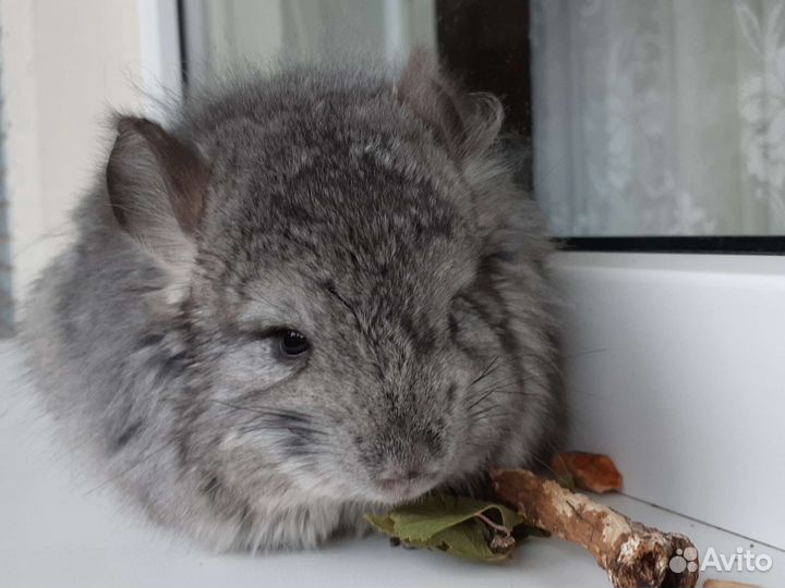 Шиншиллы ангоры и не только