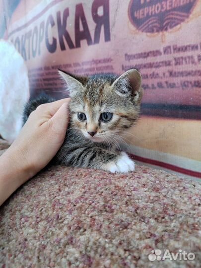 Кошка в дар бесплатно