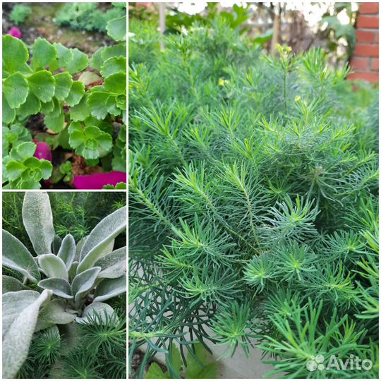 Молочай кипарисовый, очиток, чистец- заячьи ушки