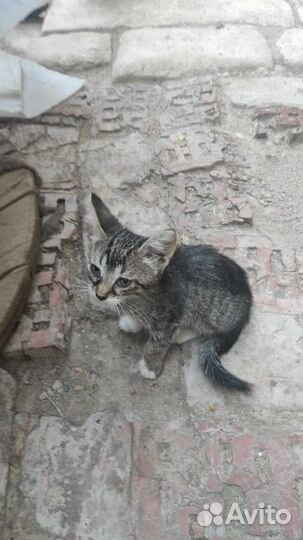 Котята в добрые руки бесплатно