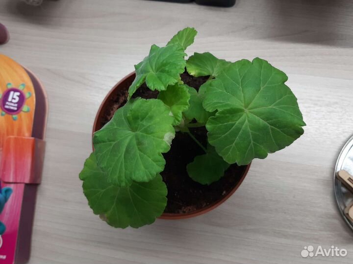 Герань красная