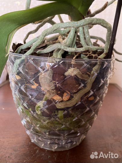 Орхидея фаленопсис