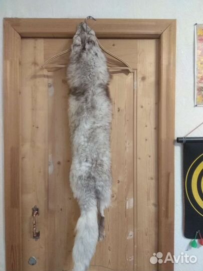 Шкура песца