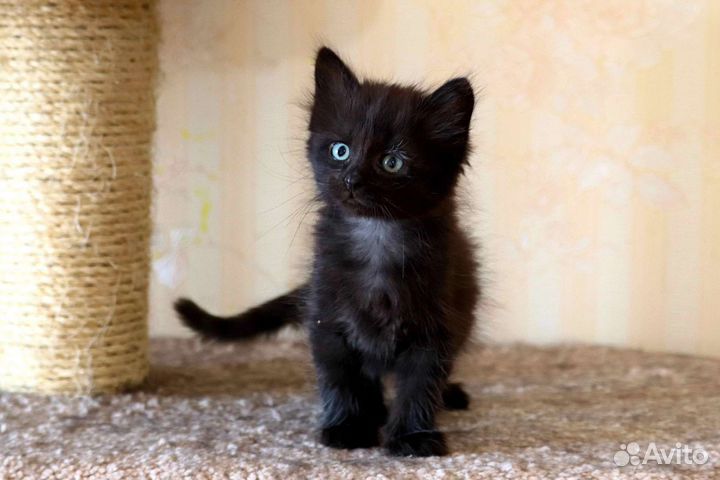 Черный котенок-мальчик в дар