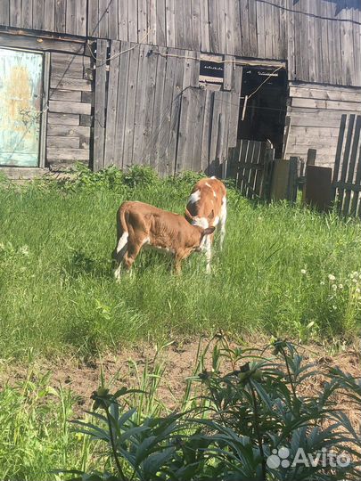 Телочка 1 месяц