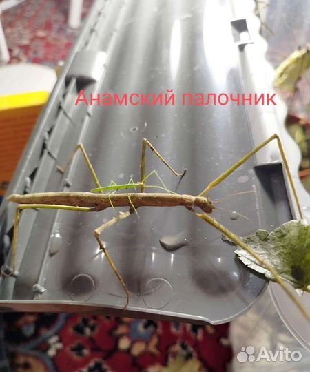 Аманский палочник