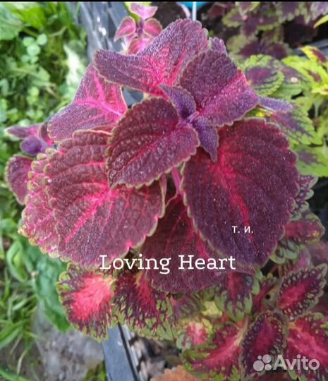 Колеусы сортовые вегетативные