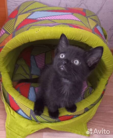 Черный котенок в добрые руки