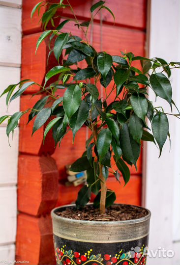 Фикус Бенджамина