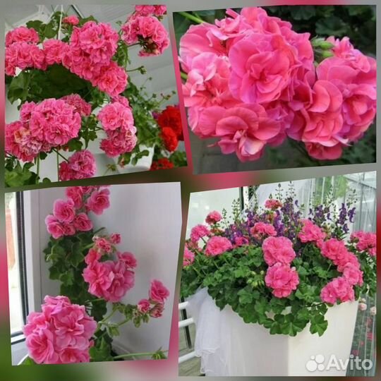 Комнатные растения и цветы