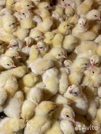 Бройлер цыплята (есть опт и доставка)