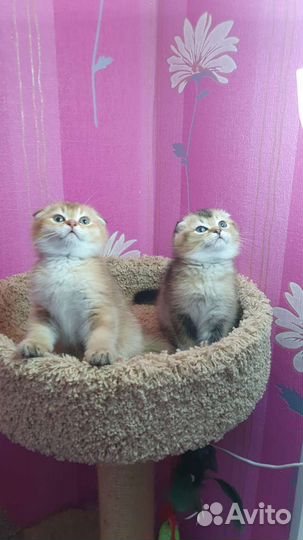 Вислоухий котик