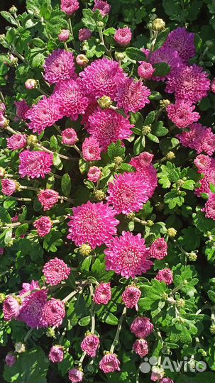 Кусты хризантем