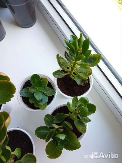 Каланхоэ цветущий