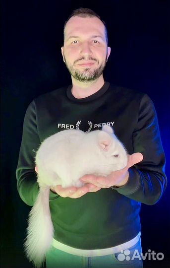 Консультация по шиншиллам