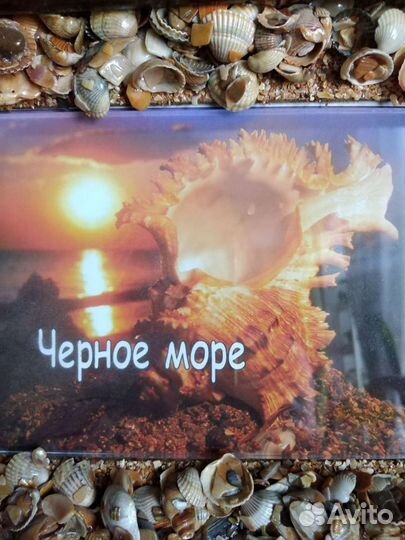 Инсталляция из ракушек