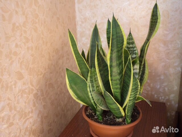 сансевиерия зейланика микадо. сансевиерия лауренти. сансевиерия нижний новгород. рязань авито сансевиерию. сансевиерия робуста суперба.