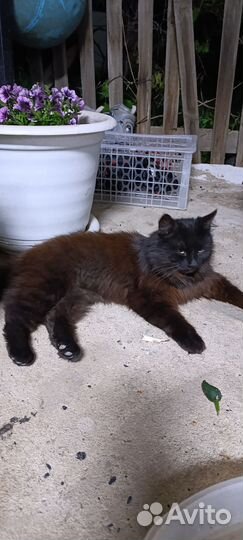 Черный пушистый кот в добрые руки