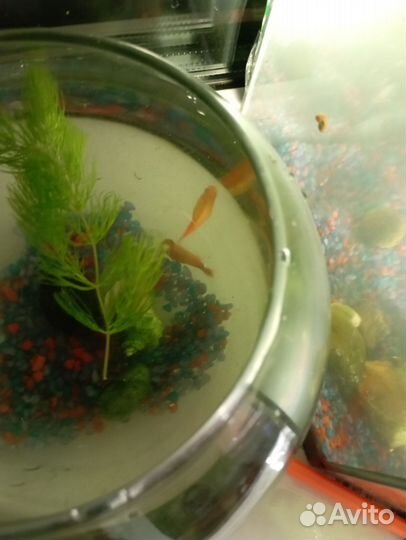 Аквариумные рыбки и растения