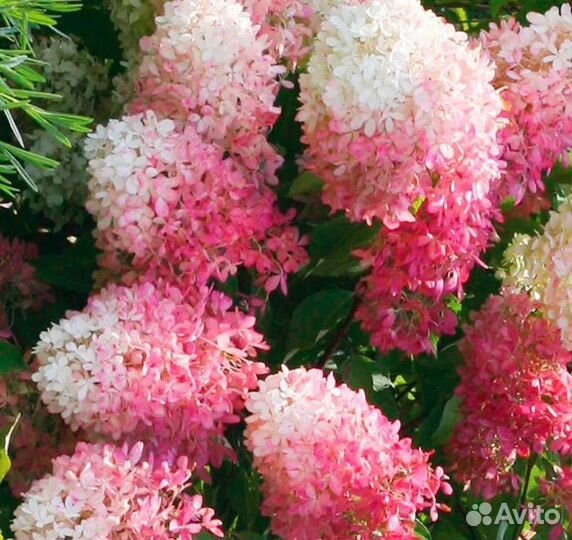 Гортензия Тач оф пик