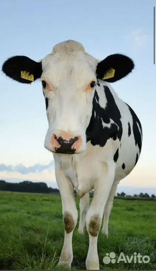 Искусственное осеменение коров