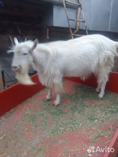Козёл зоанинской породы