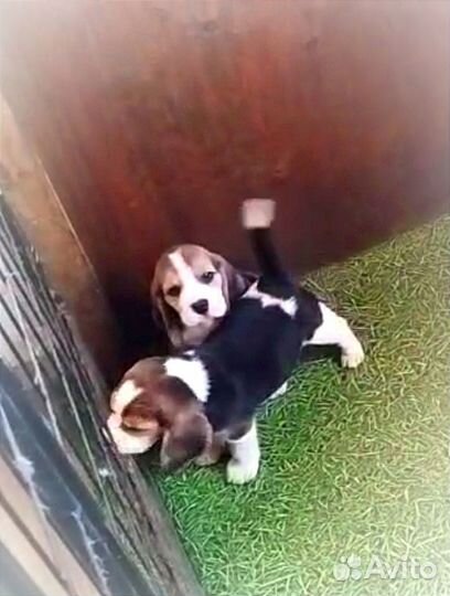 Щенки бигль