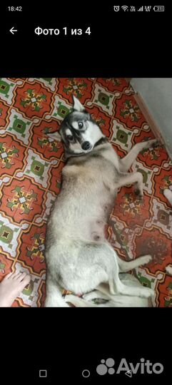 Домашние животные собаки щенки