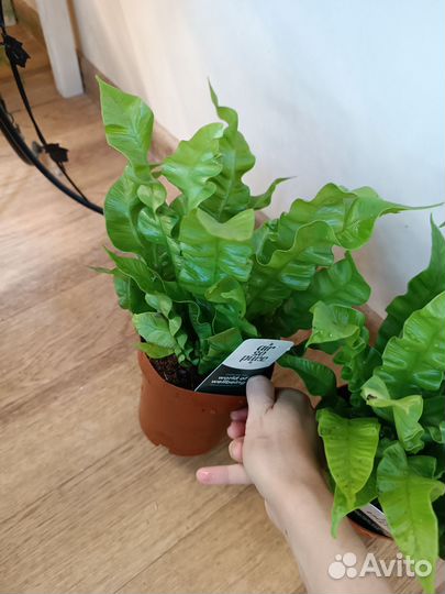 Папоротник Асплениум Криспи Вейв