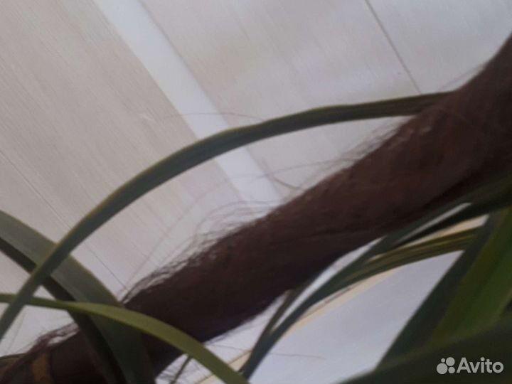 Искусственная пальма