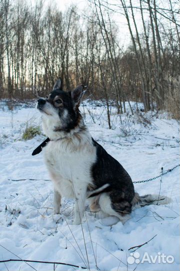 Пёс Дядя Митя