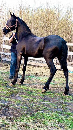 Кобылка Орловская