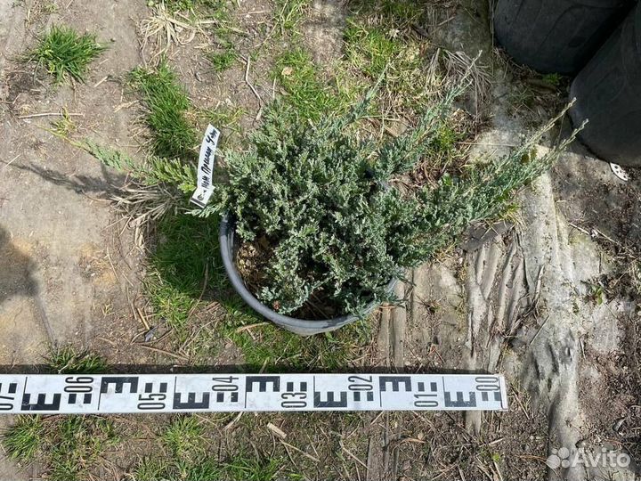 Можжевельник горизонтальный Принц Уэльский