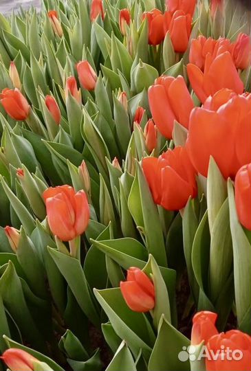 Тюльпаны к 8 марта оптом и в розницу