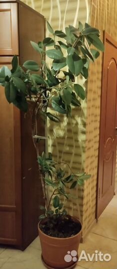 Фикусовое дерево