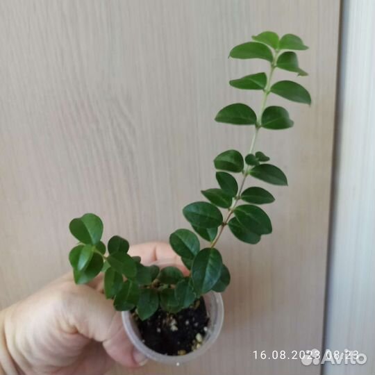 Мирт Лума (Чилийский мирт)