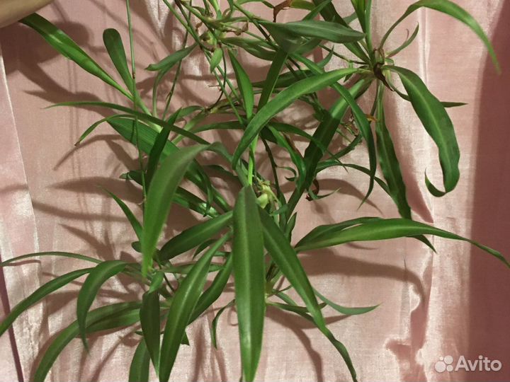 Хлорофитума отростки даром или на обмен